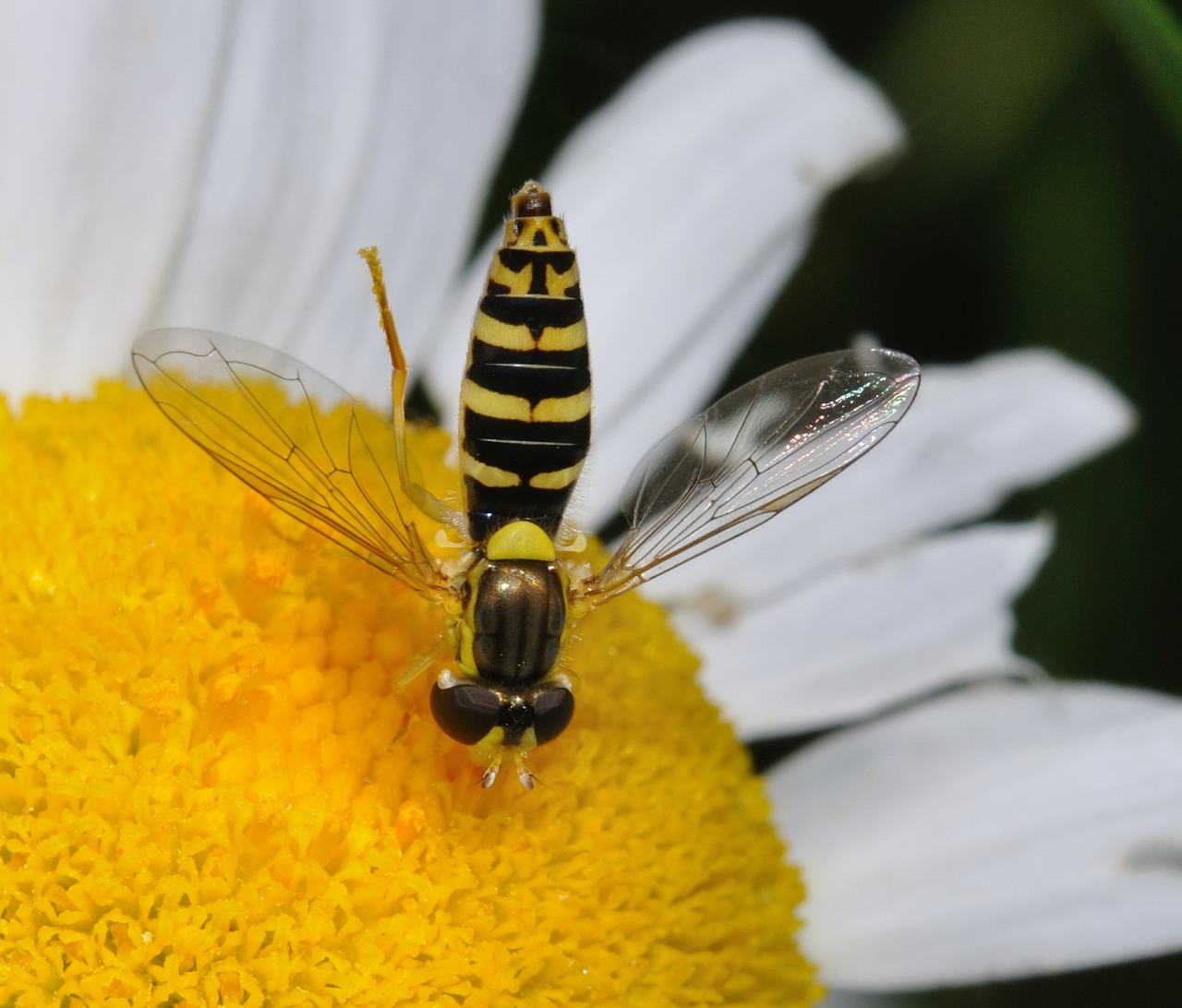 Sirfide in picchiata